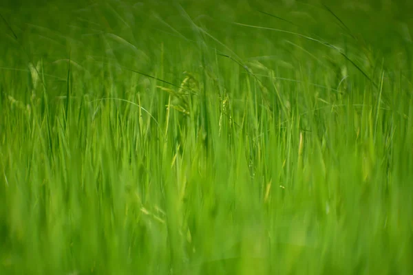 Arroz paddy no prado do campo de arroz — Fotografia de Stock