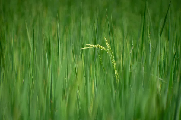 Pirinç tarlasında pirinç pilavı — Stok fotoğraf