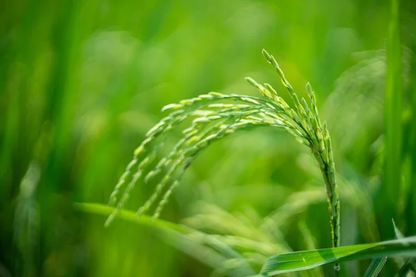 Pirinç tarlasında pirinç pilavı — Stok fotoğraf
