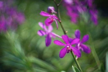 Orkide ihracattan önce çiftlikte çiçek açıyor.