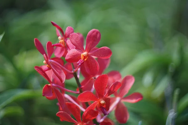 Orchid Blooming Farm Export — Stock Photo, Image