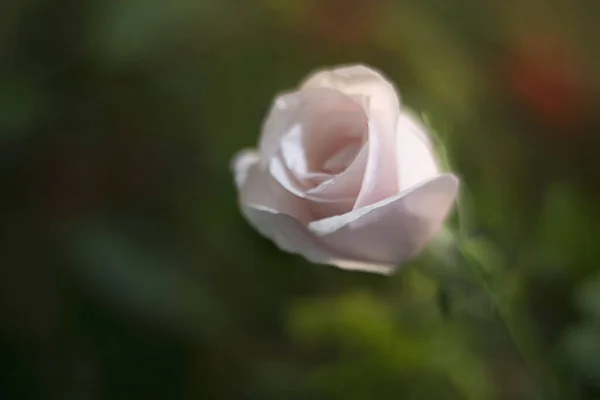 Λευκό Τριαντάφυλλο Πάνω Από Πράσινο Φόντο — Φωτογραφία Αρχείου