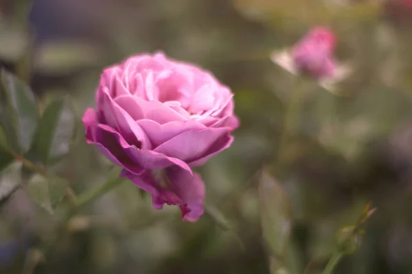 Rose Rose Sur Fond Vert — Photo