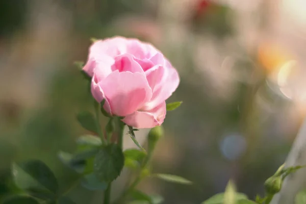 Ροζ Τριαντάφυλλο Πάνω Από Πράσινο Φόντο — Φωτογραφία Αρχείου