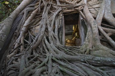 Kilisedeki antik altın Buda heykeli, eski tapınak Wat Bang Kung, dışarısı banyan ağacı köküyle kaplı..