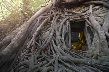 Kilisedeki antik altın Buda heykeli, eski tapınak Wat Bang Kung, dışarısı banyan ağacı köküyle kaplı..