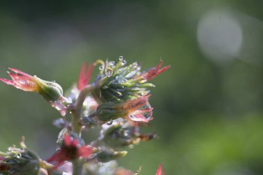 Bitkisel yeşil Hint fasulyesi hintyağı üretmek için kullanılmadan önce hammaddedir.
