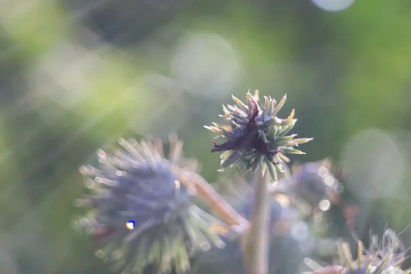 Ervas Mamona Verde Matéria Prima Antes Ser Usado Para Produzir — Fotografia de Stock