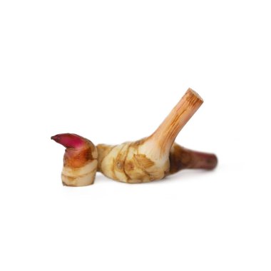 Olgun taze galangal; Güneydoğu Asya 'nın tropik otları beyaz arka planda izole edilir