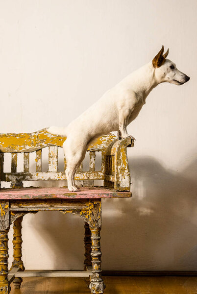 Small Jack Russell Terrier in studio