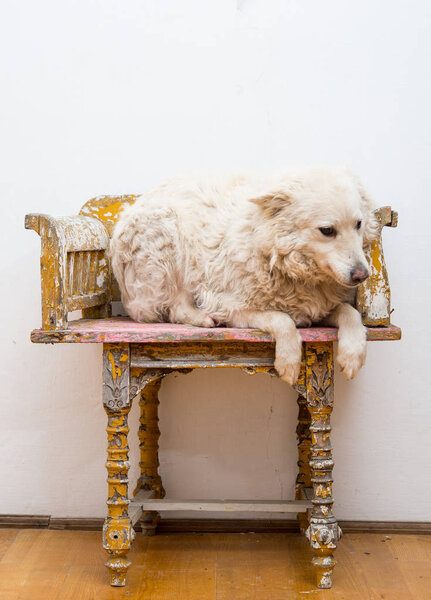 White dog sitting on antiq chair