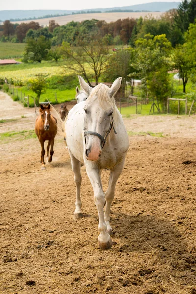 Chevaux sur ranch de campagne — Photo