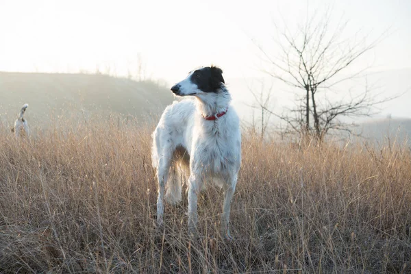 ボルゾイ犬 - ロシア語グレイハウンド — ストック写真