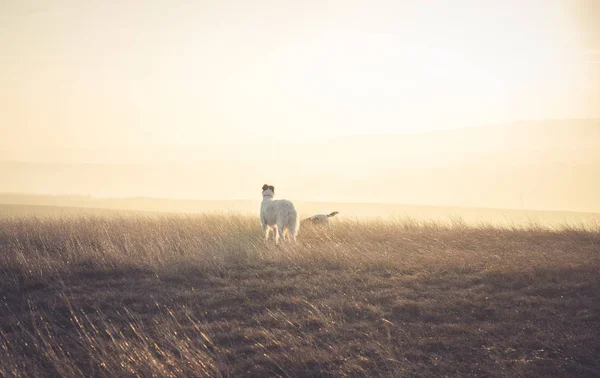 Dogs playing on field — Stock Photo, Image