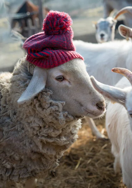 Funny oveja en sombrero — Foto de Stock