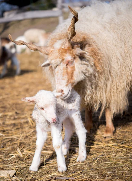Ungerska racka lamm och mor — Stockfoto