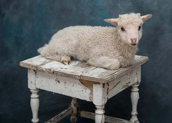 Adorable cordero bebé en el estudio — Foto de Stock