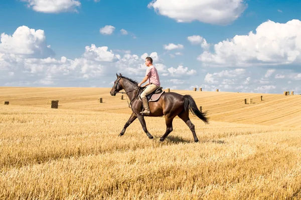 Man rida häst på fält - frihet och hapiness Stockbild