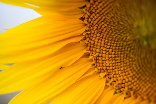 Beautiful yellow sunflower in summer — Stock Photo, Image