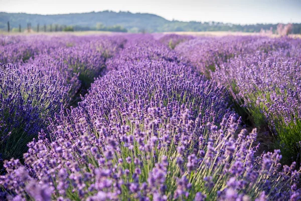 Violettes Lavendelfeld Stockbild