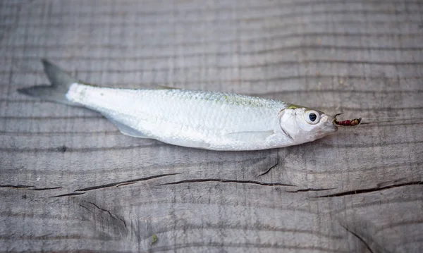 Small fish on wooden table with fishing equipment