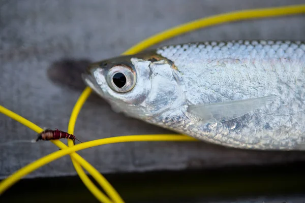 Pescado pequeño en mesa de madera con equipo de pesca — Foto de Stock