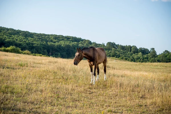 Cavallo e campo — Foto Stock