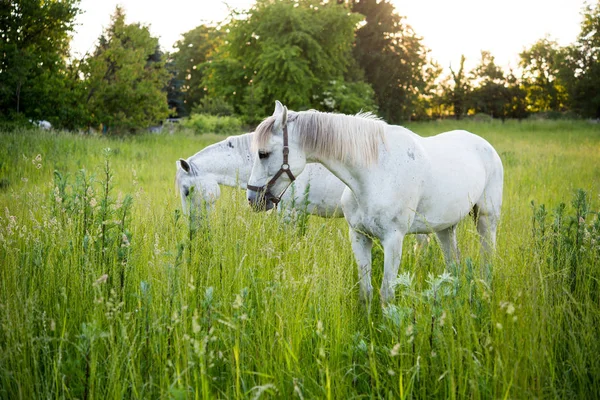Cavalli sul campo di erba — Foto Stock