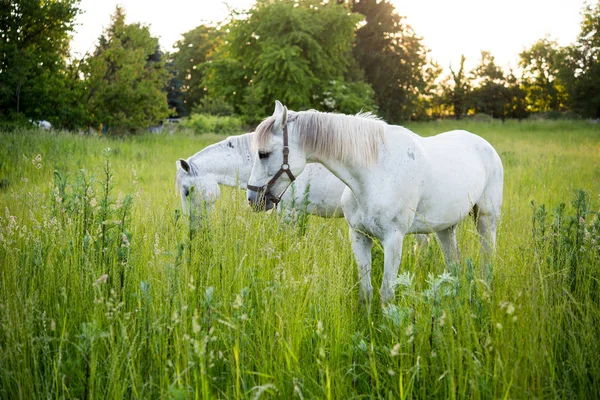 Chevaux sur champ d'herbe — Photo