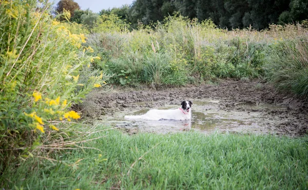 Грязная собака в грязи — стоковое фото