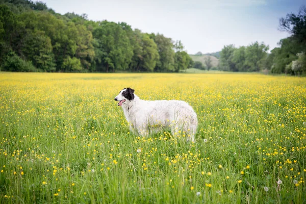 Cane levriero russo nel campo di fiori gialli — Foto Stock