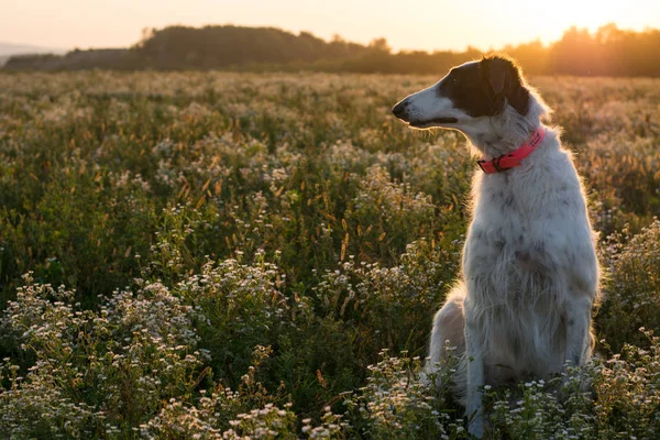 Russischer Windhund sitzt auf goldenem Feld bei Sonnenuntergang Stockbild