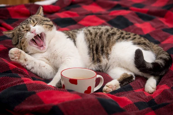 Gato Relaxante Cama Com Xícara Café — Fotografia de Stock