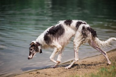 Rus kurt köpeği - borzoi erkeği