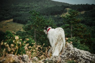 Rus kurt köpeği - doğadaki borzoi köpeği
