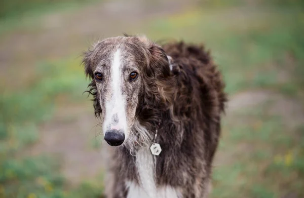 ロシアのオオカミ狩り犬 Borzoi男性 — ストック写真