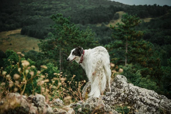 Cão Lobo Russo Borzoi Cão Natureza — Fotografia de Stock