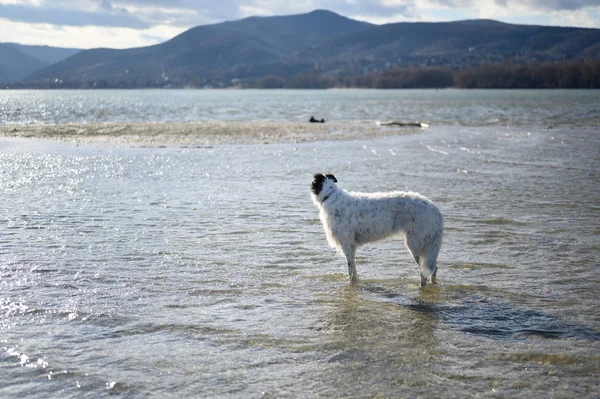 Russischer Wolfshund Barsoi Fluss Stockbild