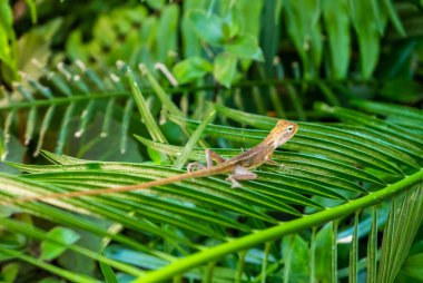 Tayland 'daki egzotik bitki üzerinde güzel bir kertenkele. 