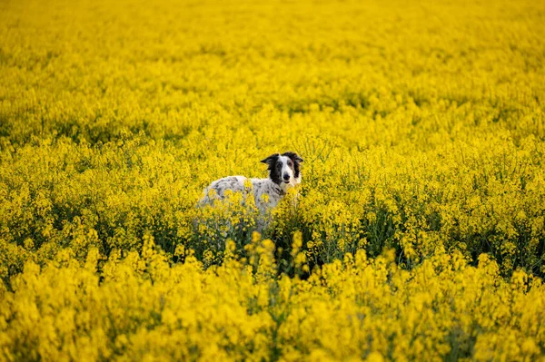 Russian Wolfhound Dog Rapeseed Field — Stock Photo, Image