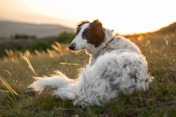 Cão Cão Cão Lobo Russo Pôr Sol Campo — Fotografia de Stock