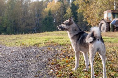 Çayır sonbahar gününde köpek yavrusu Laika.