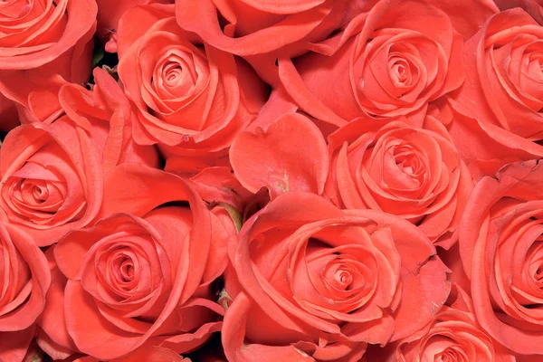 Fondo Ramos Flores Rosas Diseño Cerca — Foto de Stock