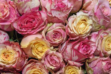 Çiçek buketlerinin arka planı. Güller. Tasarım. Kapat..