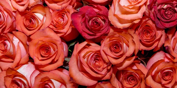 Fondo Ramos Flores Rosas Diseño Cerca — Foto de Stock