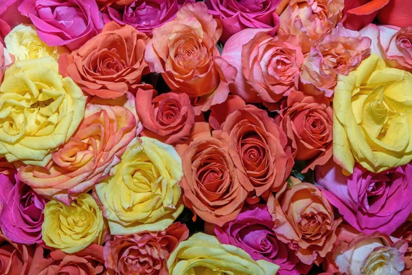 美丽花朵的背景 玫瑰花蕾设计 靠近点 — 图库照片