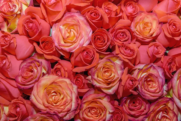 Fondo Hermosas Flores Capullo Rosa Diseño Cerca Imagen de stock