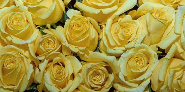 Background Beautiful Flowers Rosebud Design Close — Stock Photo, Image