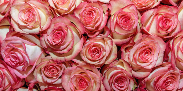 Background of beautiful flowers. Rosebud. Design. Close up.