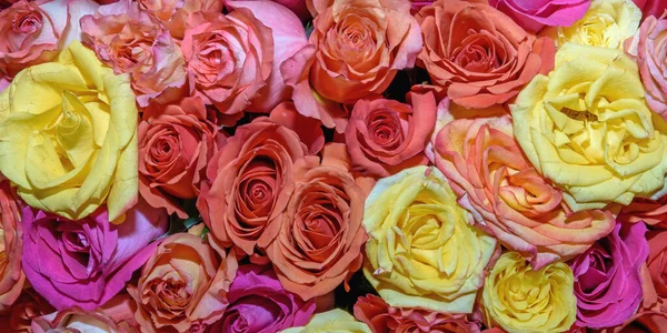 Background Beautiful Flowers Rosebud Design Close Royalty Free Stock Images